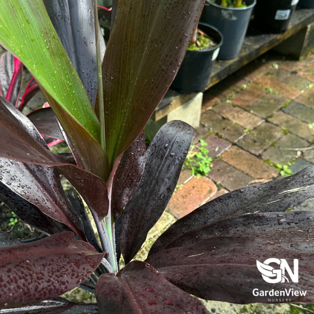 Cordyline Fruticosa 'Negra' - Palms & Tropical - Garden View Nursery