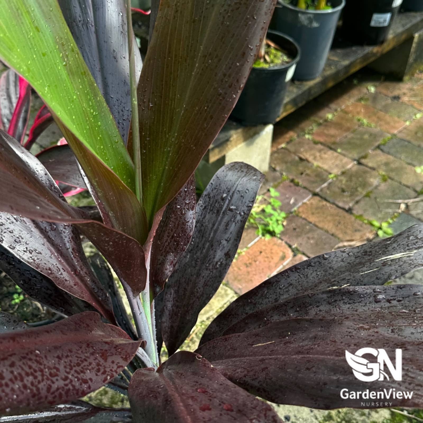 Cordyline Fruticosa 'Negra' - Palms & Tropical - Garden View Nursery