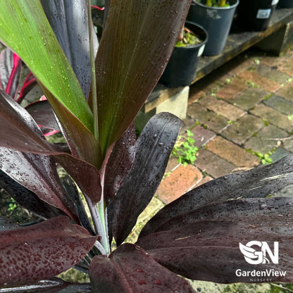 Cordyline Fruticosa 'Negra' - Palms & Tropical - Garden View Nursery