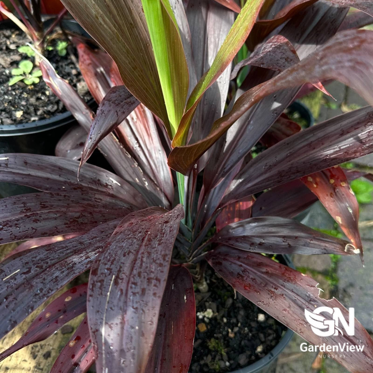Cordyline Fruticosa 'Negra' - Palms & Tropical - Garden View Nursery
