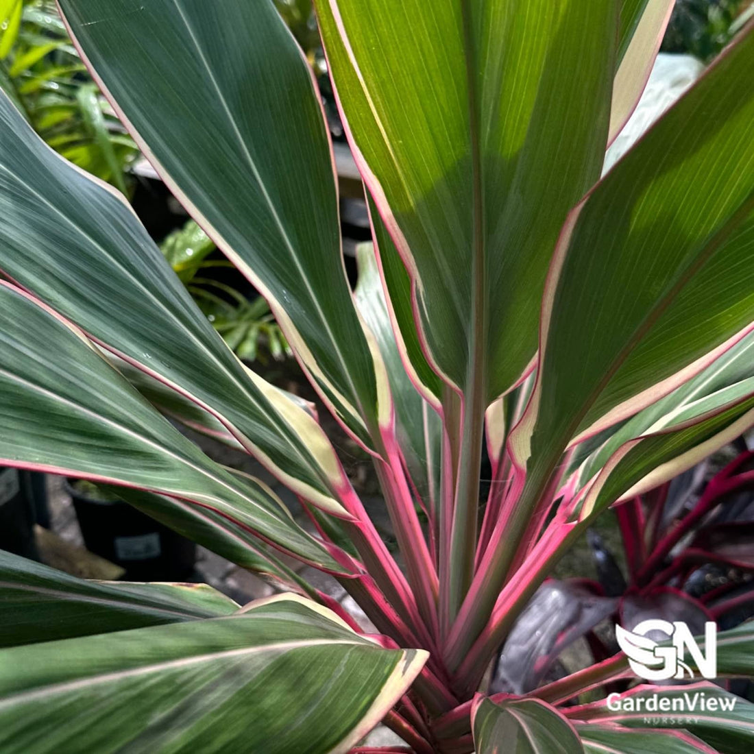 Cordyline Fruticosa 'Pink Diamond' - Palms & Tropical - Garden View Nursery