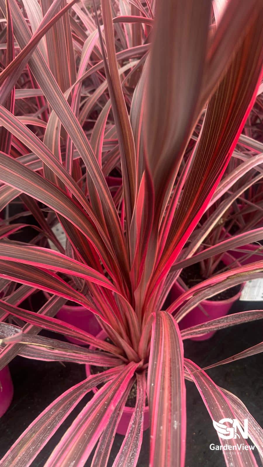 Cordyline Fruticosa Pink Passion - Palms & Tropical - Garden View Nursery