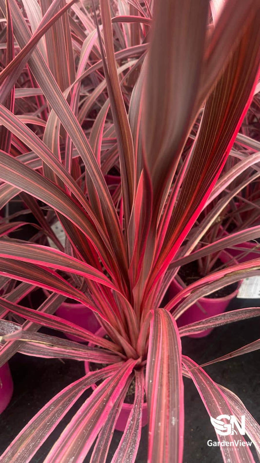 Cordyline Fruticosa Pink Passion - Palms & Tropical - Garden View Nursery