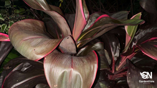 Cordyline Fruticosa Ruby - Palms & Tropical - Garden View Nursery