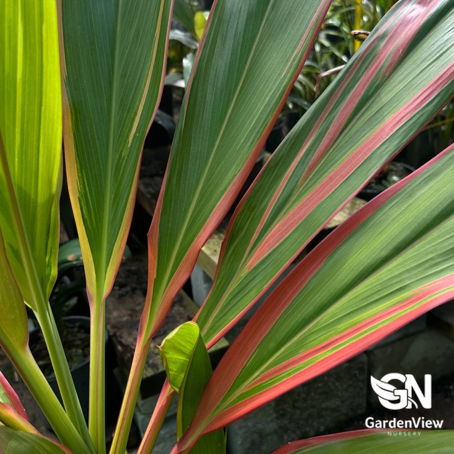 Cordyline Fruticosa 'Schubertii' - Palms & Tropical - Garden View Nursery