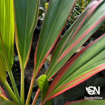 Cordyline Fruticosa 'Schubertii' - Palms & Tropical - Garden View Nursery