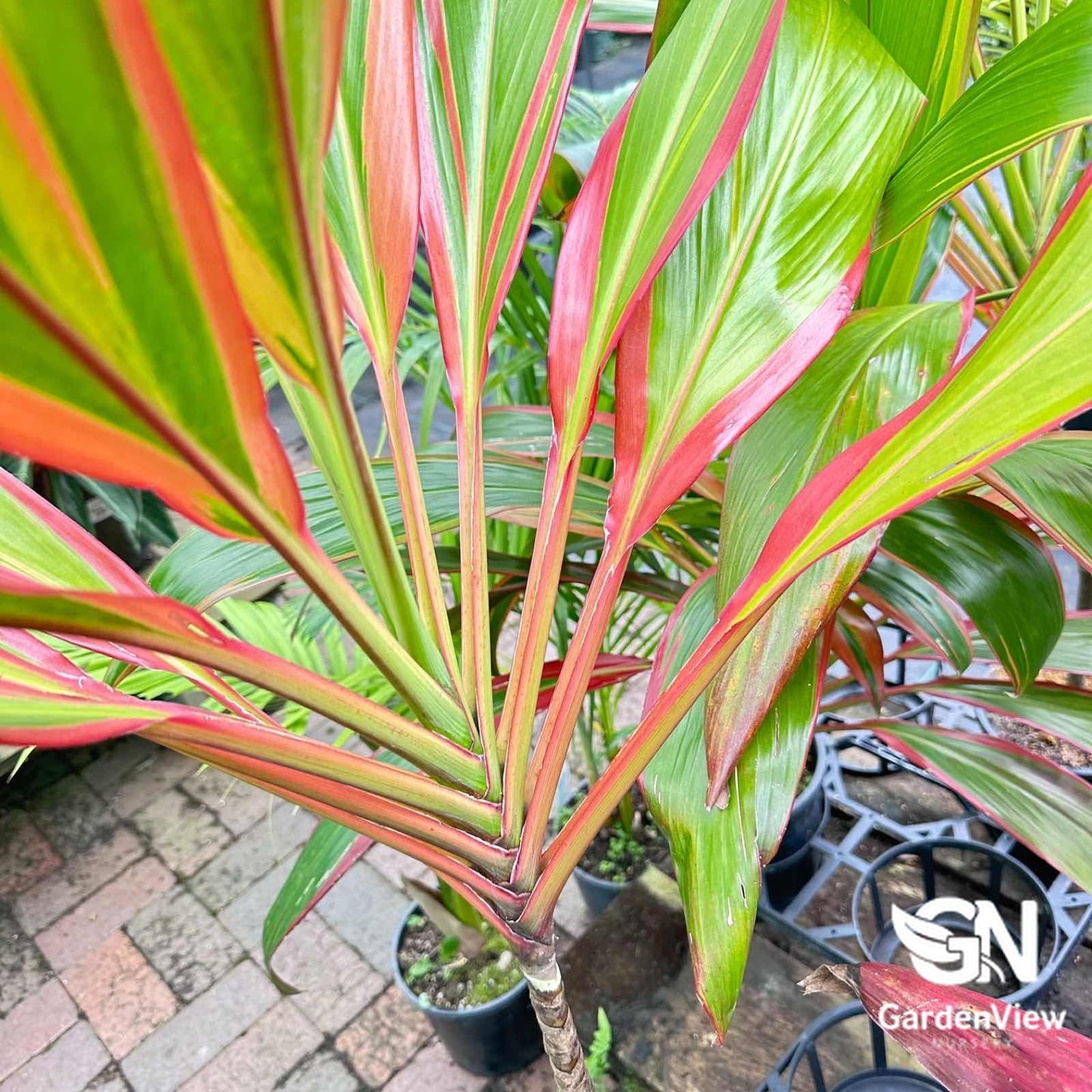 Cordyline Fruticosa 'Schubertii' - Palms & Tropical - Garden View Nursery