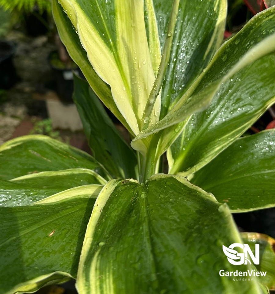 Cordyline Fruticosa Tropic Snow - Palms & Tropical - Garden View Nursery