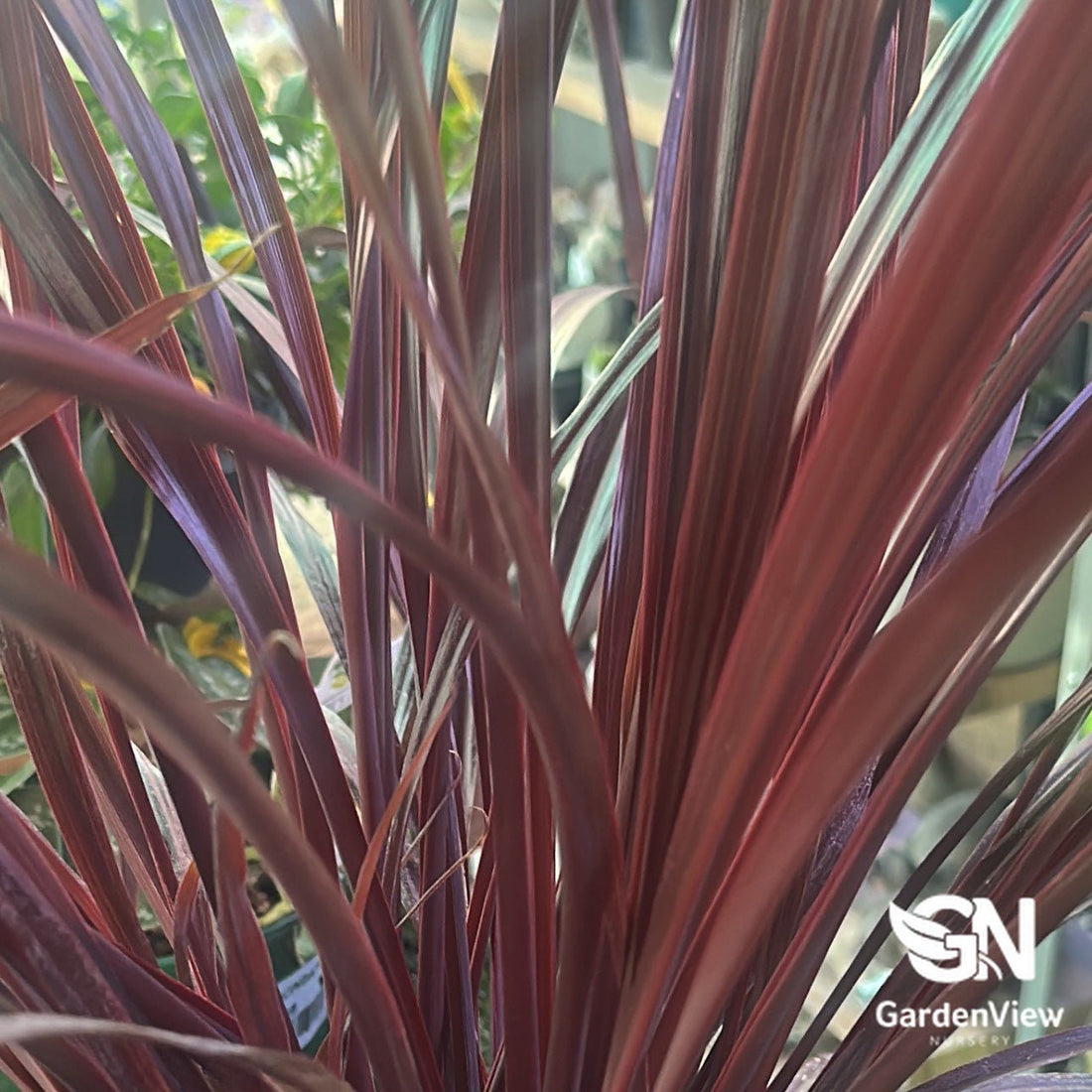 Cordyline Hybrida 'Red Fountain' - Palms & Tropical - Garden View Nursery