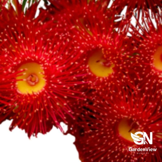 Corymbia Ficifolia Dwarf Red Grafted - Native Shrubs & Trees - Garden View Nursery
