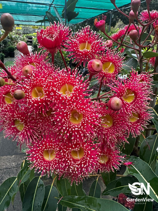 Corymbia Ficifolia (Red Flowering Gum) - Native Shrubs & Trees - Garden View Nursery