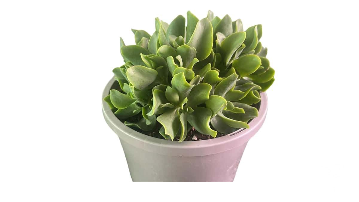 Crassula Max Cook - Cactus & Succulents - Garden View Nursery