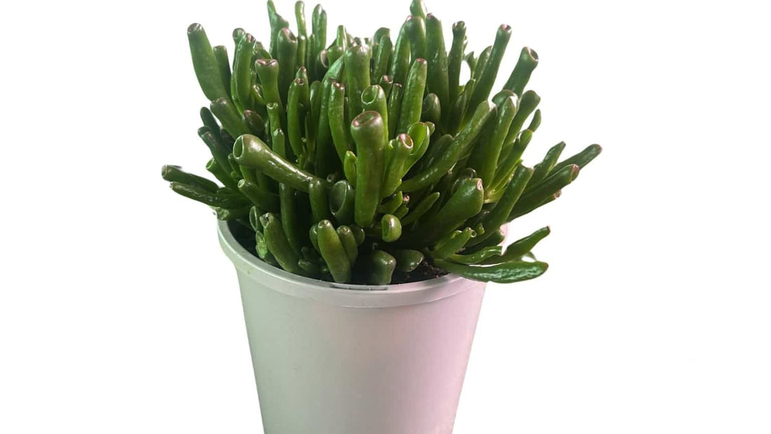 Crassula Ovata Gollum - Cactus & Succulents - Garden View Nursery