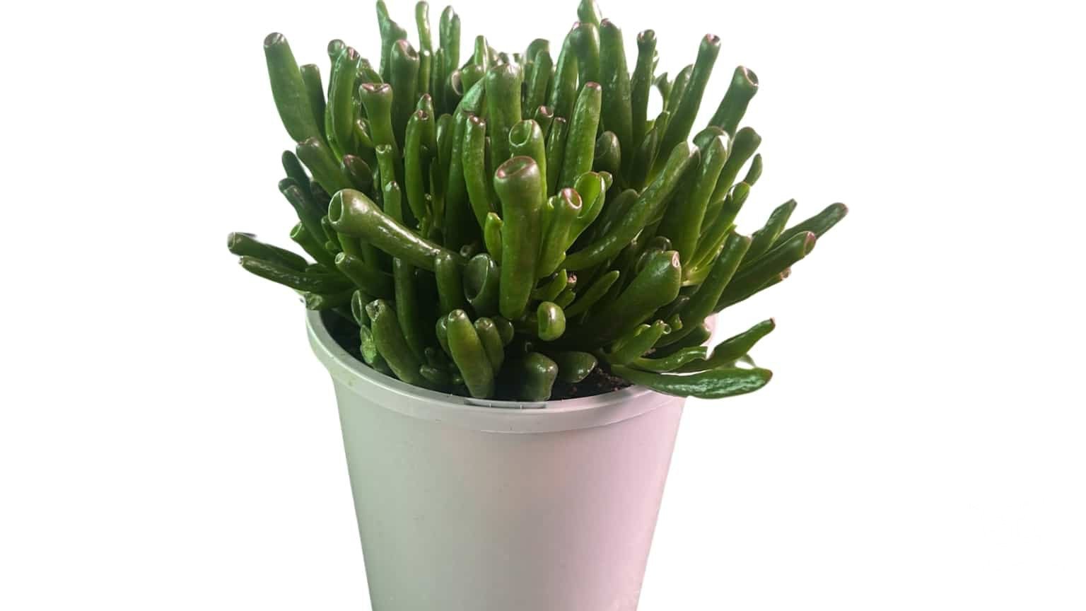 Crassula Ovata Gollum - Cactus & Succulents - Garden View Nursery