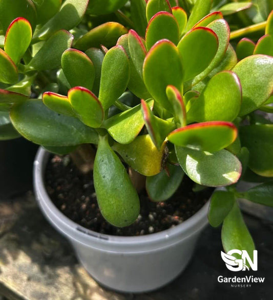 Crassula Ovata Hummel's Sunset - Cactus & Succulents - Garden View Nursery