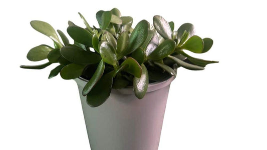 Crassula Ovata (Jade Plant) - Cactus & Succulents - Garden View Nursery