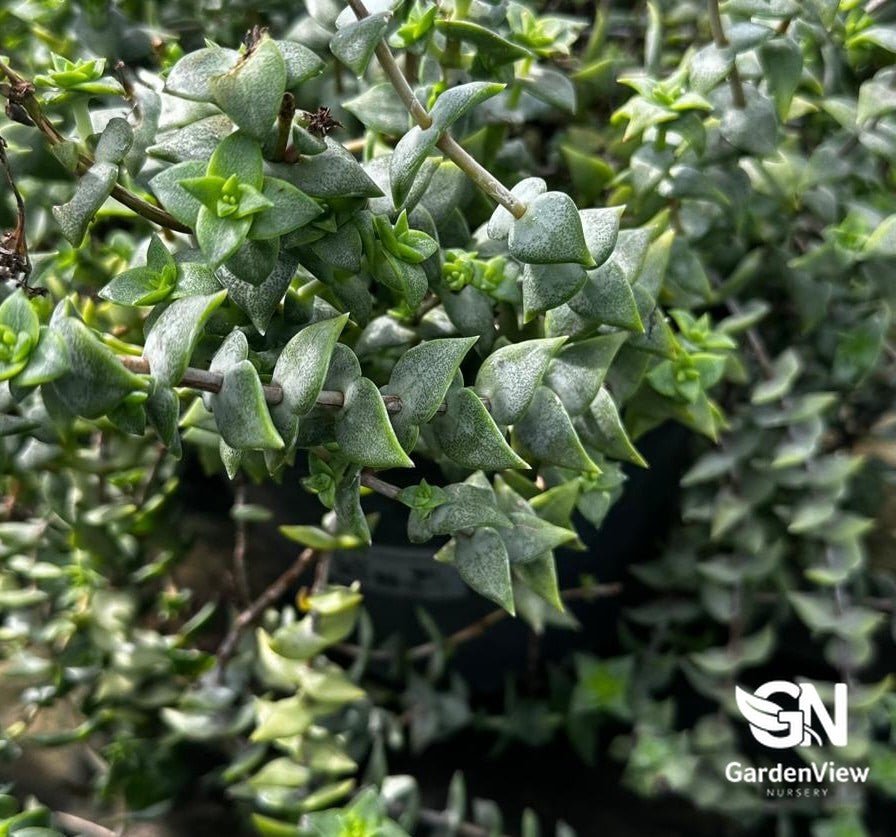 Crassula Perforata - Cactus & Succulents - Garden View Nursery
