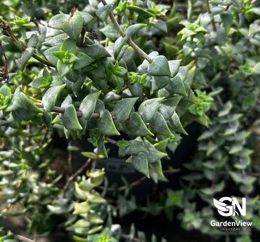 Crassula Perforata - Cactus & Succulents - Garden View Nursery