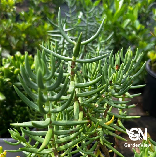 Crassula Tetragona - Cactus & Succulents - Garden View Nursery