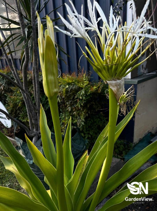 Crinum Asiaticum - Palms & Tropical - Garden View Nursery