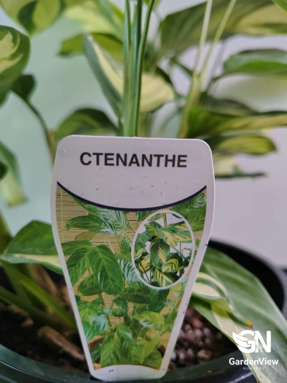 Ctenanthe Lubbersiana Golden Mosaic - Indoor Plants - Garden View Nursery