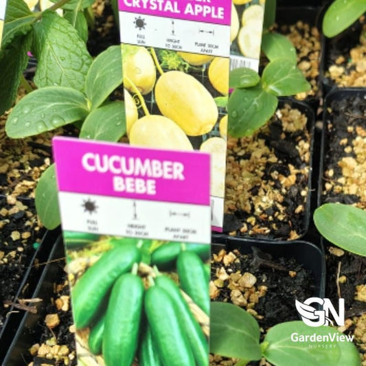 Cucumber Assorted - Garden Care - Garden View Nursery