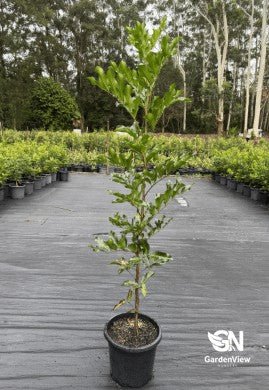 Cupaniopsis anacardioides (Tuckeroo) - Native Shrubs & Trees - Garden View Nursery