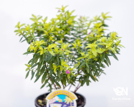 Cuphea Mauve - Shrubs & Trees - Garden View Nursery
