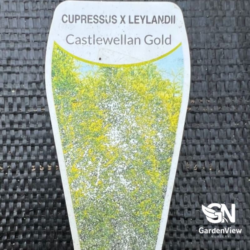 Cupressocyparis Leylandii 'Castlewellan Gold' - Hedges & Screening - Garden View Nursery