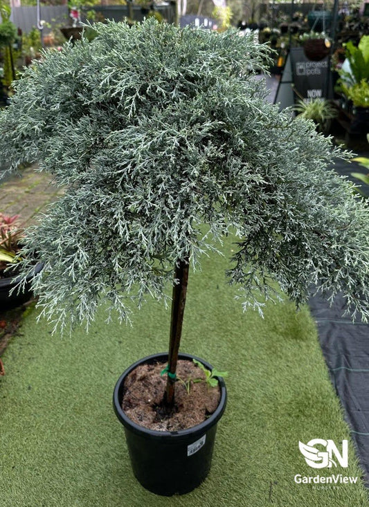 Cupressus Greenstead Magnificent Standard - Shrubs & Trees - Garden View Nursery