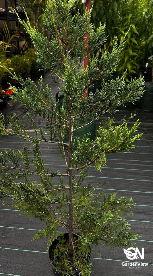 Cupressus Leighton Green - Shrubs & Trees - Garden View Nursery