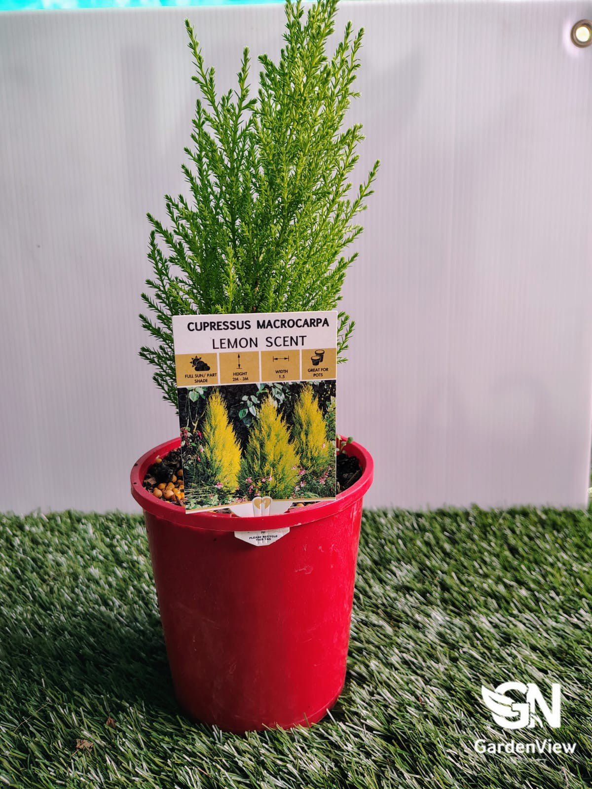 Cupressus Lemon Scent - Shrubs & Trees - Garden View Nursery