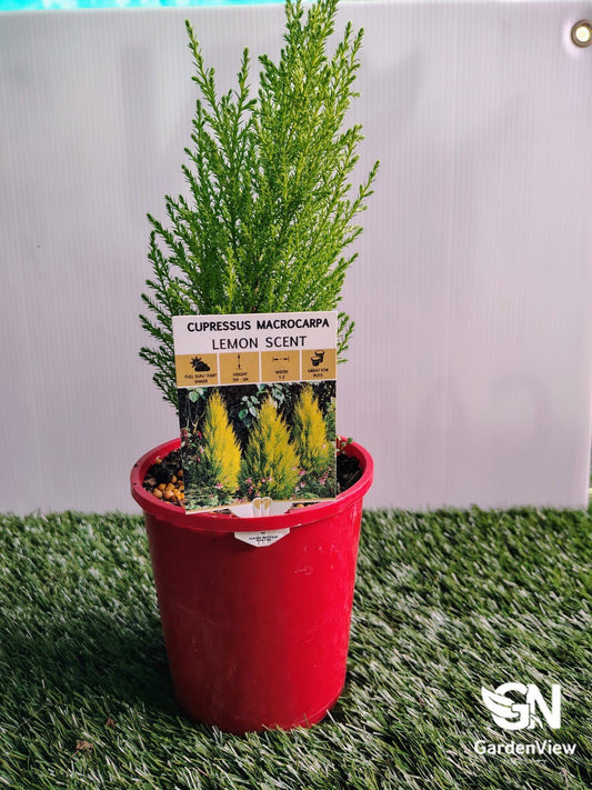Cupressus Lemon Scent - Shrubs & Trees - Garden View Nursery
