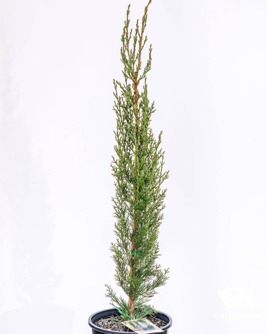 Cupressus Sempervirens Glauca - Shrubs & Trees - Garden View Nursery