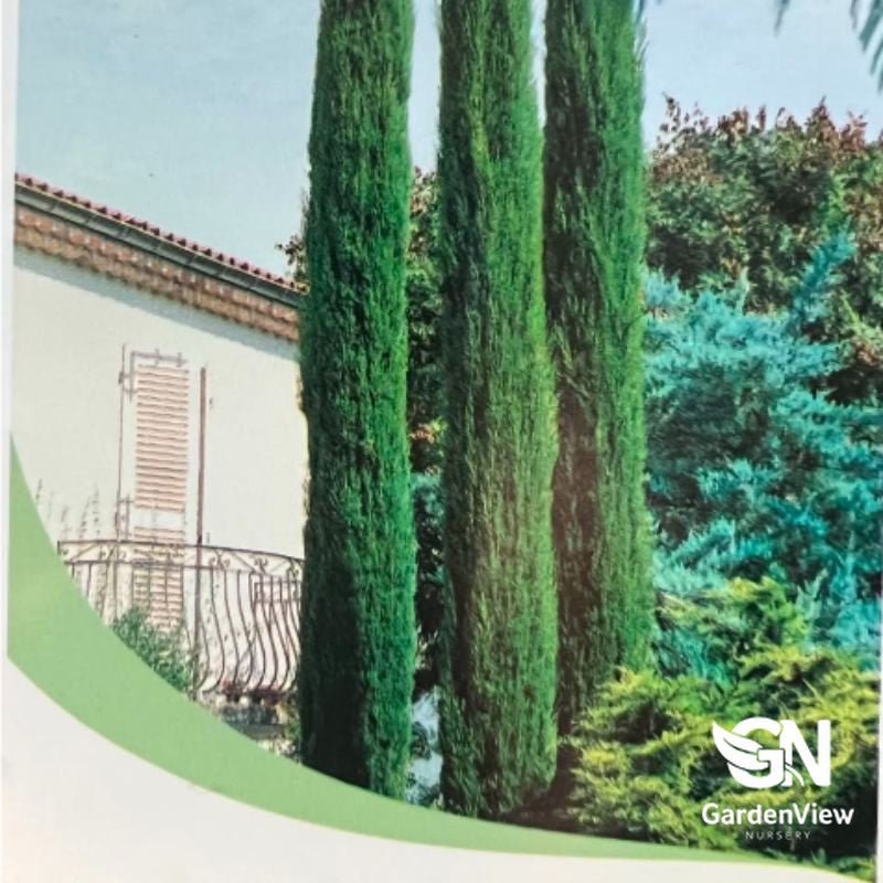 Cupressus Sempervirens 'Stricta' - Shrubs & Trees - Garden View Nursery
