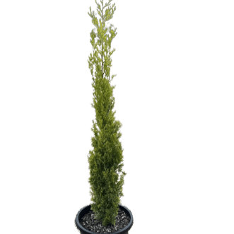 Cupressus Sempervirens 'Swane's Golden' - Shrubs & Trees - Garden View Nursery