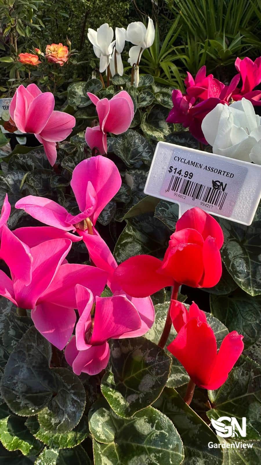 Cyclamen Assorted - Palms & Tropical - Garden View Nursery