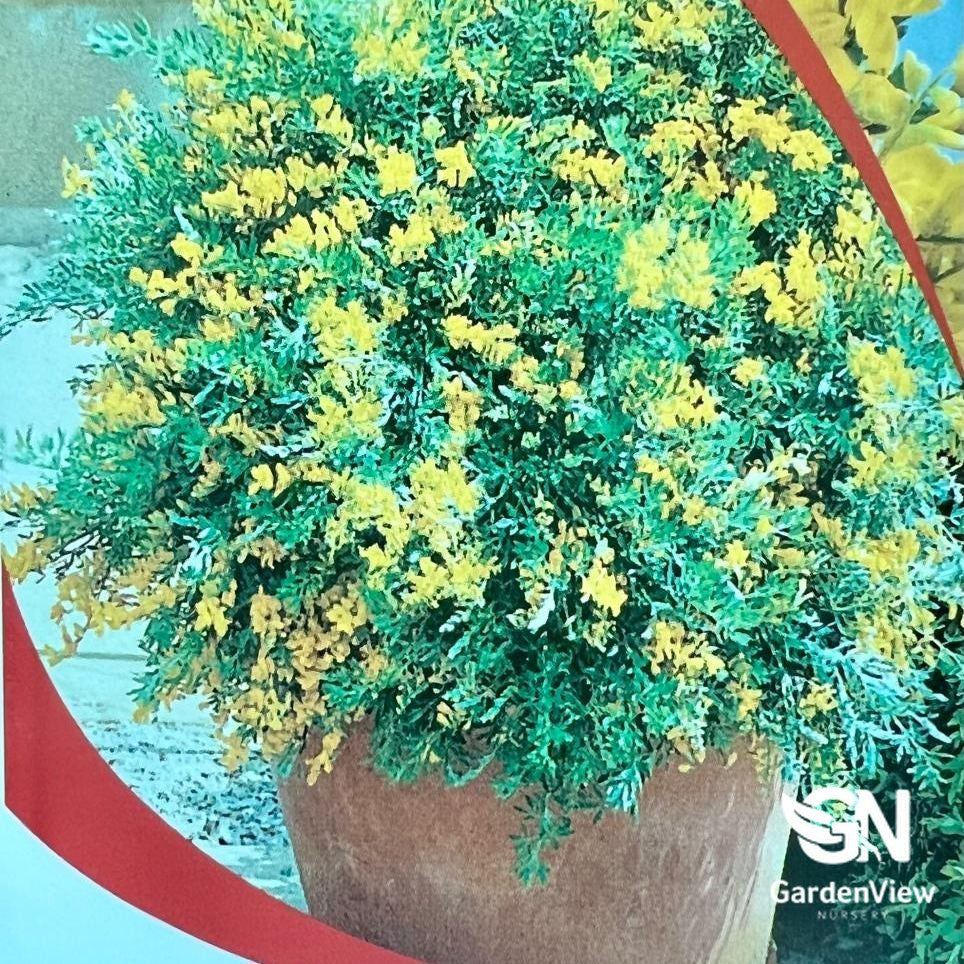 Cytisus Racemosus Yellow Broom with bright yellow flowers in terracotta pot