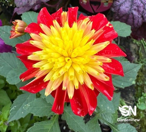 Dahlia Assorted - Shrubs & Trees - Garden View Nursery
