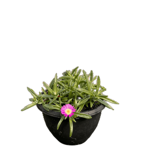 Delosperma Assorted - Cactus & Succulents - Garden View Nursery