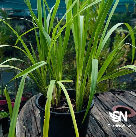 Dianella Caerulea (Breeze) - Climbers & Ground Covers - Garden View Nursery