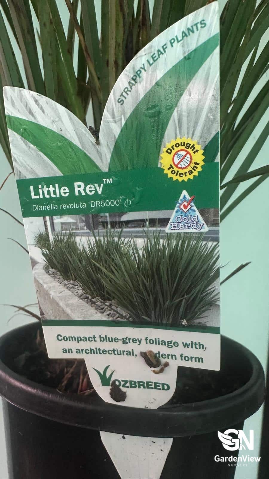 Dianella Caerulea (Little Rev) - Climbers & Ground Covers - Garden View Nursery