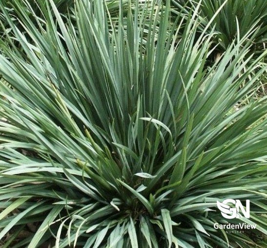 Dianella Cassa Blue - Climbers & Ground Covers - Garden View Nursery
