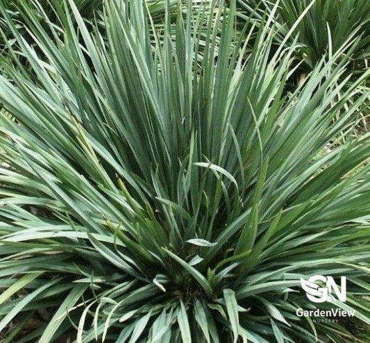 Dianella Cassa Blue - Climbers & Ground Covers - Garden View Nursery