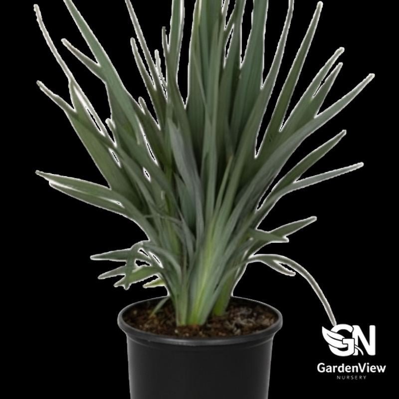 Dianella Hybrida Clarity Blue - Native Shrubs & Trees - Garden View Nursery