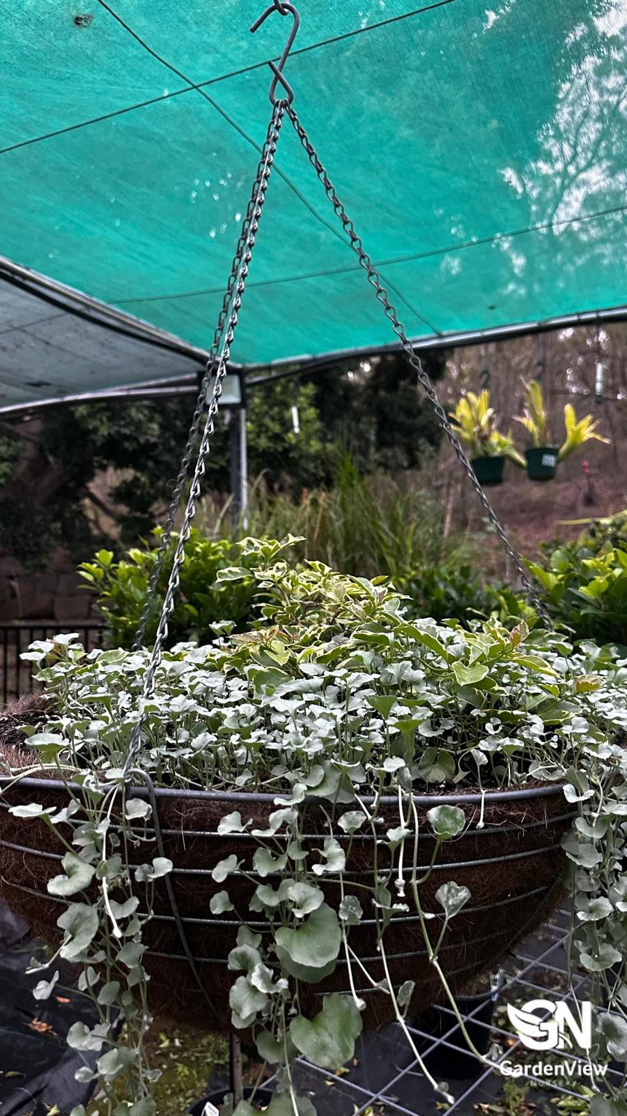 Dichondra Silver Falls Hanging Basket - Climbers & Ground Covers - Garden View Nursery