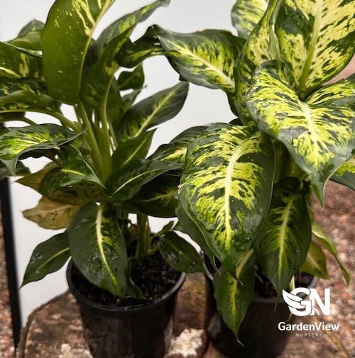 Dieffenbachia Sublime - Indoor Plants - Garden View Nursery