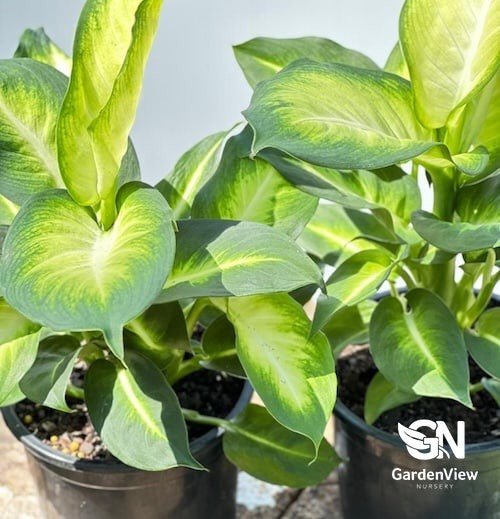 Dieffenbachia Summer Style - Indoor Plants - Garden View Nursery