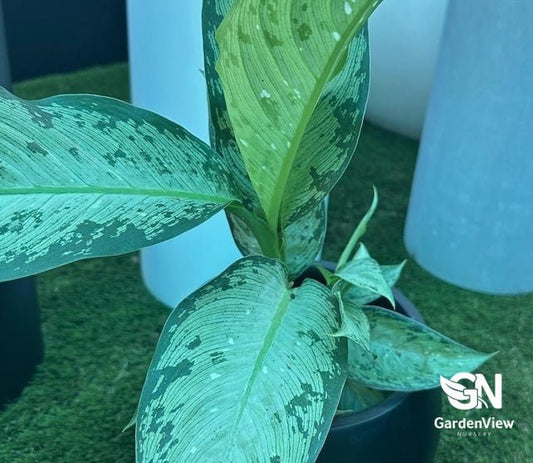Dieffenbachia 'Tropical Tiki' - Indoor Plants - Garden View Nursery