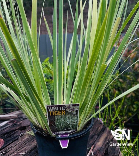 Dietes Iridioides - Climbers & Ground Covers - Garden View Nursery